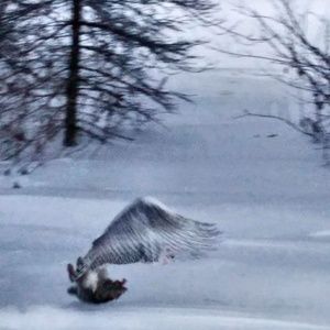 Meet your Posher, Trisha